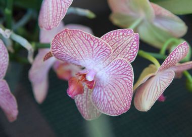 orchid in the garden