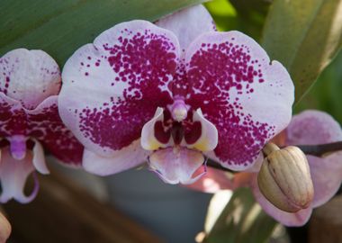 orchid in the garden