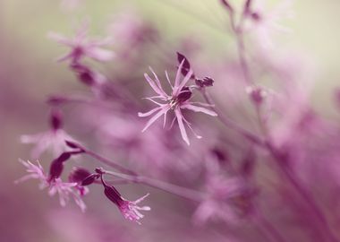 Spring pink wild flowers