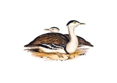 Australian Bustard Bird