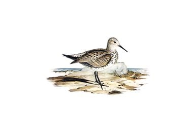 Great Sandpiper Bird