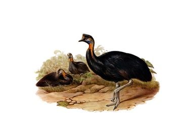 Northern Wattled Cassowary