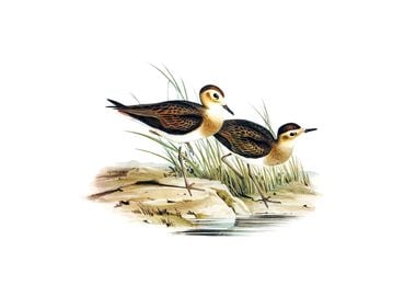 Vintage Brown Plover Bird