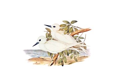 Vintage White Tern Bird