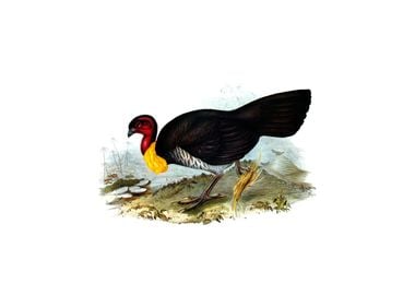 Vintage Brush Turkey Bird