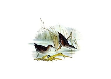 Vintage Water Crake Bird