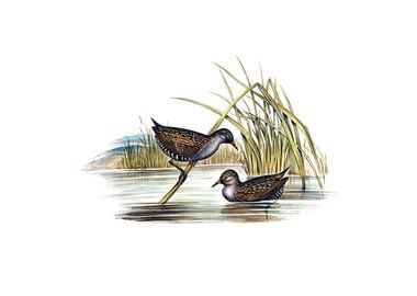 Spotted Water Crake Bird