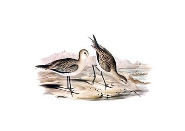 Barred Rumped Godwit Bird