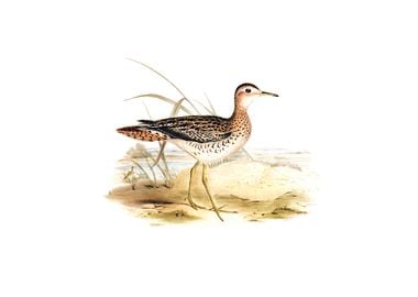 Bartrams Sandpiper Bird