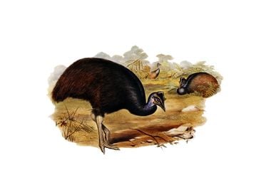 Dwarf Cassowary Bird