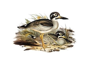 Long Billed Plover Bird