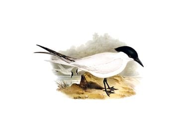 Great Footed Tern Bird