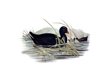 Vintage Dusky Moorhen Bird