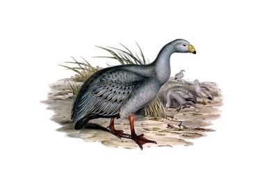 Cereopsis Goose Bird