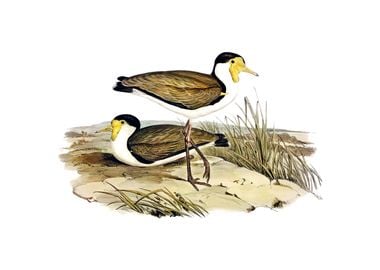 Vintage Wattle Pewit Bird