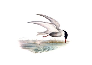 Vintage Marsh Tern Bird