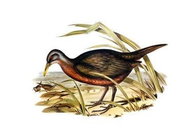 Chestnut Bellied Rail Bird