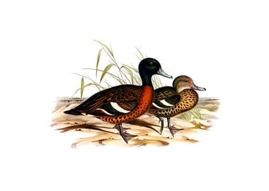 Chesnut Breasted Duck Bird