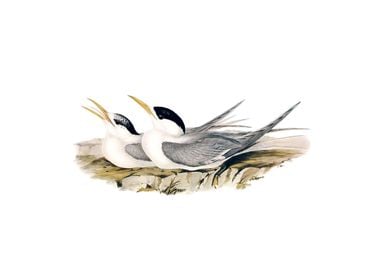 Basss Straits Tern Bird