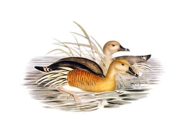 Plumed Whistling Duck Bird