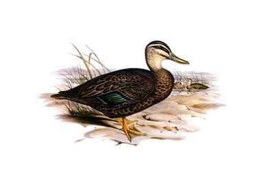 Australian Wild Duck Bird