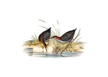 Lewins Water Rail Bird