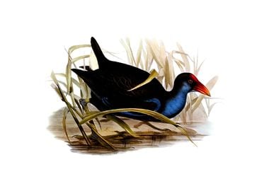 Australian Swamphen Bird