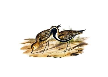 Australian Golden Plover