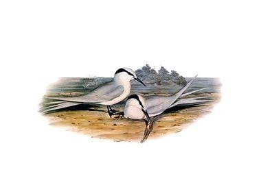 Black Naped Tern Bird