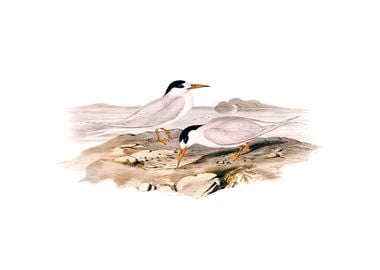 Australian Little Tern