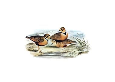 Australian Inland Dotterel