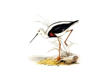 Vintage Banded Stilt Bird