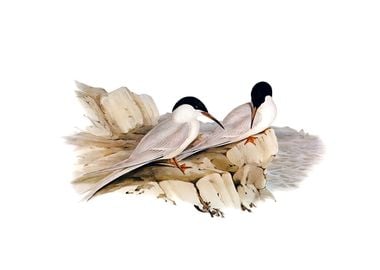 Vintage Graceful Tern Bird