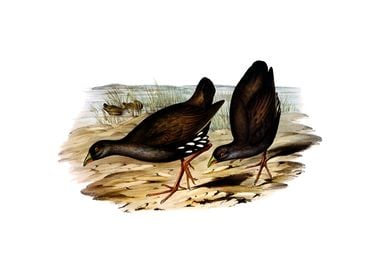 Black Tailed Nativehen