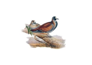 Harlequin Bronze Pigeon