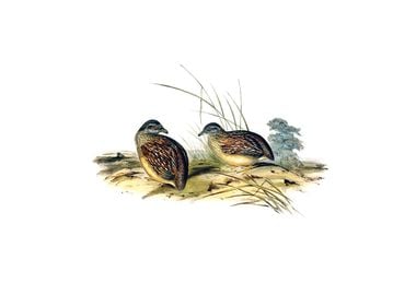 Chestnut Back Buttonquail