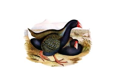 Notornis Takahe Bird