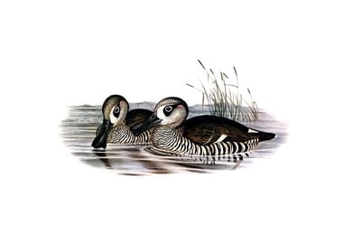 Membranaceous Duck Bird