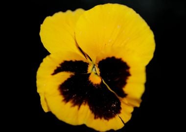 Pansy flower violaceae