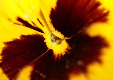 Yellow viola violaceae