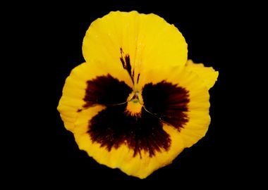 Pansy flower violaceae