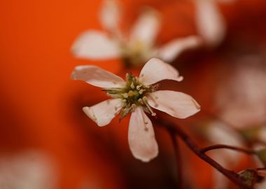 Prunus spring flower macro