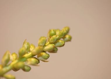 Prunus lusitanica fruits