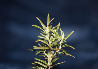 Rosmarinus officinalis