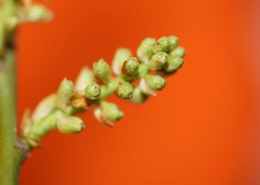 Prunus lusitanica fruits