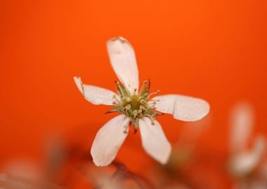 Prunus spinosa rosaceae