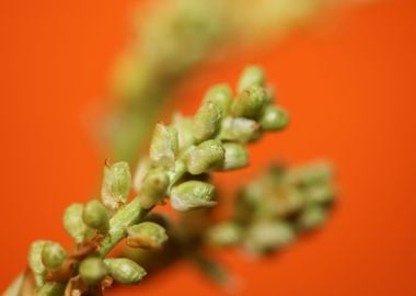 Prunus lusitanica fruits