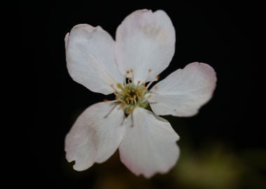 Prunus flower blossoming