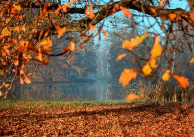 Autumn trees, park, Poland