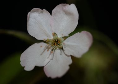 Prunus flower blossoming